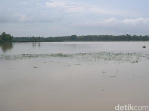 Tanggul Jebol, Puluhan Hektare Sawah di Pati Tergenang Banjir Tanggul Jebol, Puluhan Hektare Sawah di Pati Tergenang Banjir
