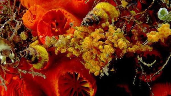 Kumpulan Foto Siput yang Cantik