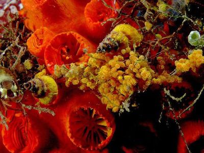 Kumpulan Foto Siput yang Cantik