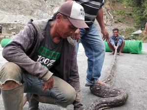 Nyaris Diterkam, Warga di Donggala Tebas Ular Piton 5 Meter