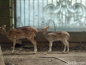 Punya Kebun Binatang, Sepupu Raffi Ahmad Mau Tekan Peredaran Hewan Ilegal
