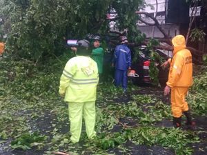 Pohon Tumbang Tewaskan 2 Orang, Ini yang Akan Dilakukan Pemkot Surabaya