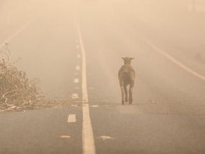 Australia Siapkan Kuburan Massal untuk Ratusan Ribu Ternak Korban Kebakaran