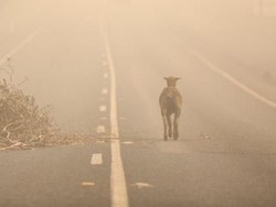 Australia Siapkan Kuburan Massal untuk Ratusan Ribu Ternak Korban Kebakaran