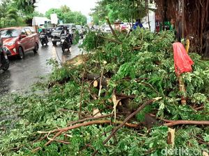 Pohon Trembesi Tumbang Timpa Motor Ojol di Makassar