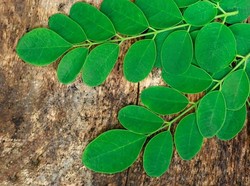 Daun Kelor, Peluntur Susuk Kaya Nutrisi yang Enak Disayur Bening