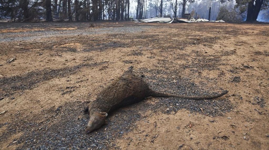 Kerusakan Akibat Kebakaran Hutan di Wingello, Australia