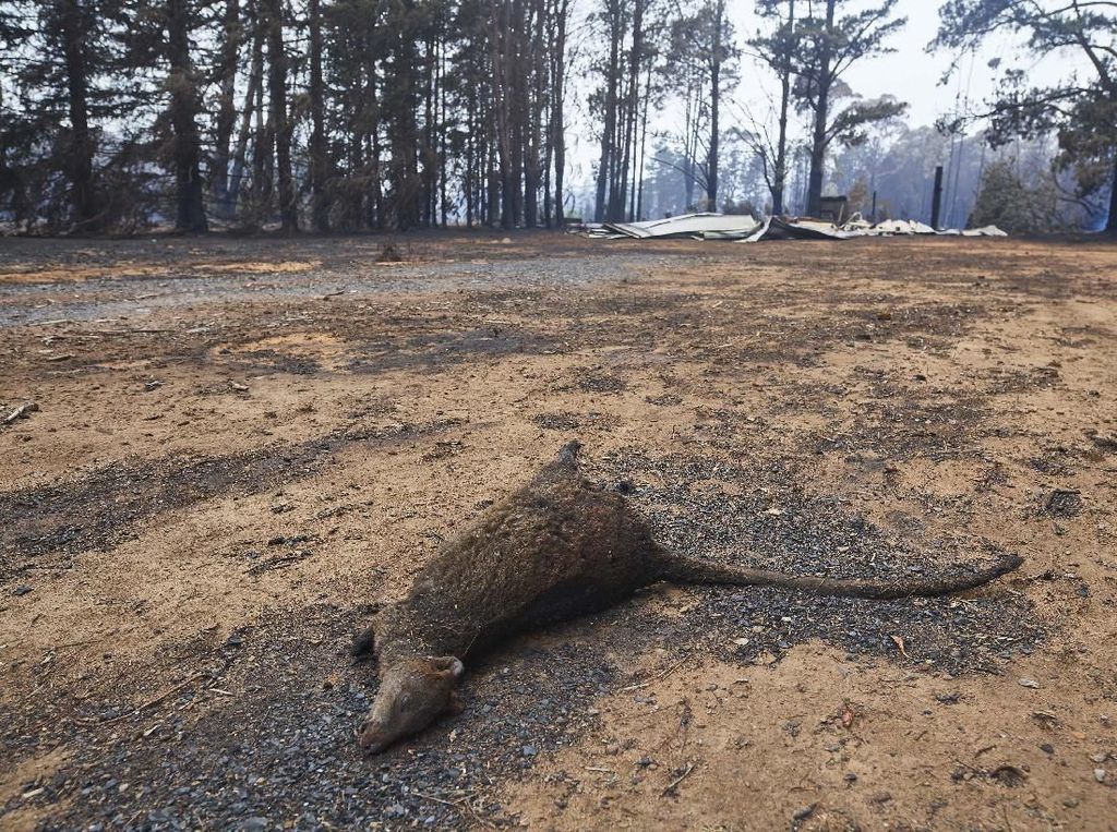 Kerusakan Akibat Kebakaran Hutan di Wingello, Australia