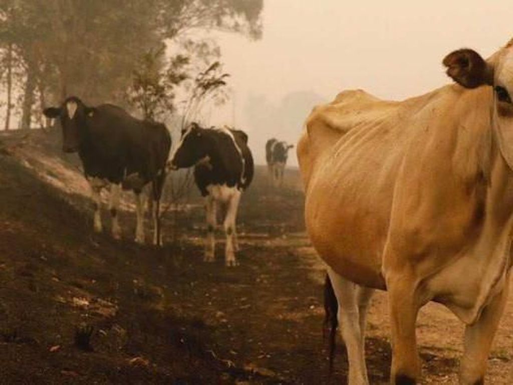 Ratusan Ribu Ternak Australia Terpanggang Matang Akibat Kebakaran Hutan
