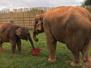Lebih Dekat Dengan Gajah di Thailand