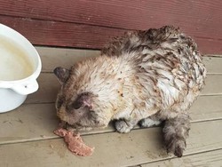 Kisah Kucing Pulang Usai 7 Hari Hilang di Kebakaran Australia