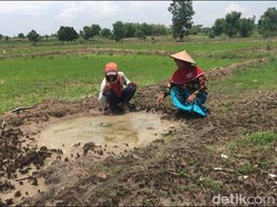 Sawah Keluarkan Air Asin Bercampur Minyak di Mojokerto Tak Bisa Ditanami