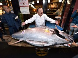 Jutawan Jepang Beli Tuna Raksasa Seharga Rp 25 M