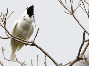 Burung Ini Punya Suara Sekencang Speaker Konser Musik Rock Burung Ini Punya Suara Sekencang Speaker Konser Musik Rock