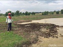 Sawah di Mojokerto Keluarkan Air Asin Bercampur Minyak, Kok Bisa?
