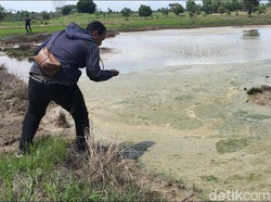 Aneh, Sawah di Mojokerto Ini Keluarkan Air Asin Bercampur Minyak