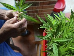 Deretan Negara yang Legalkan Ganja Medis, Indonesia Menyusul?