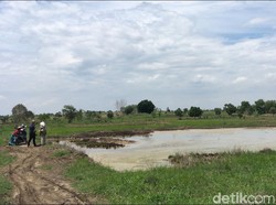 Ada 10 Titik Sumber Keluarkan Air Asin Bercampur Minyak di Sawah Mojokerto