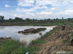 Air Asin Bercampur Minyak dari Sawah Dimanfaatkan Warga untuk Minum Sapi