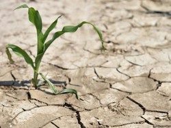 BMKG Prediksi Sejumlah Wilayah RI Masuki Puncak Kemarau di Bulan Agustus