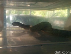 Duh, Teror Kobra Masih Intai Warga Jember