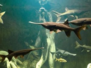 Raja Ikan Air Tawar Dinyatakan Punah!