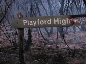 Hewan-hewan Khas Australia Terancam Punah Akibat Kebakaran