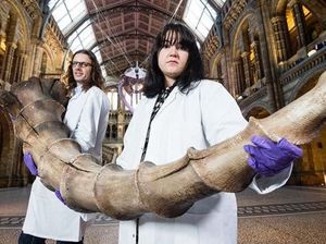 Binatang Langka yang Ada di Buku Harry Potter Dipajang di London