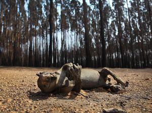 Miliaran Flora & Fauna Australia Hilang Akibat Kebakaran Miliaran Flora & Fauna Australia Hilang Akibat Kebakaran