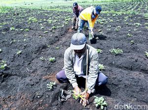 Reboisasi Jadi Tanggung Jawab Moral Warga Saat Hutan Gunung Ijen Terbakar