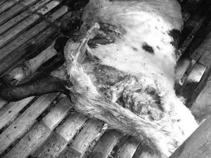 Teror Anjing Hutan Mangsa Belasan Hewan Ternak di Bandung Barat Teror Anjing Hutan Mangsa Belasan Hewan Ternak di Bandung Barat