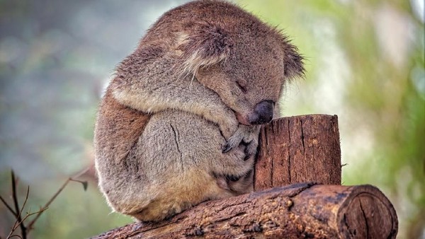 Cerita Remaja Australia Selamatkan Koala Dari Kebakaran Hutan