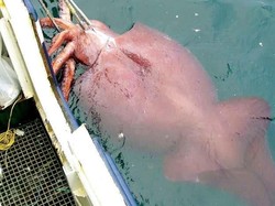 Wow! Ini Dia Penemuan 5 Seafood Ukuran Jumbo yang Bikin Heboh