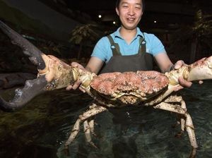 Temuan Seafood Ukuran Jumbo hingga Makanan Sumber Probiotik Temuan Seafood Ukuran Jumbo hingga Makanan Sumber Probiotik