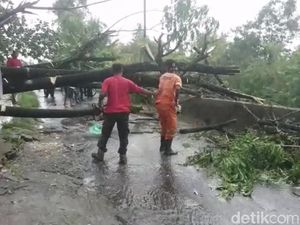 Hujan Deras Guyur Padang, Sejumlah Wilayah Banjir dan Pohon-pohon Tumbang