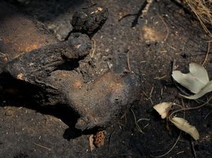 Populasi Koala Unggulan Terancam Punah Akibat Karhutla Australia