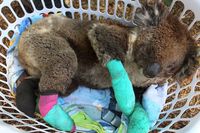 Koala yang berhasil diselamatkan