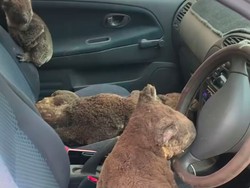 Aksi Remaja Selamatkan Koala Bikin Haru Netizen