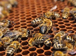 Madu, Obat Sakit Perut ala Nabi Muhammad SAW yang Terbukti Secara Ilmiah