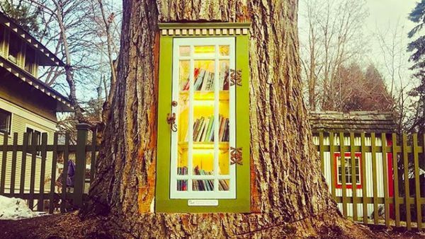 Foto: Pohon Usia 110 Tahun Mati, Diubah Jadi Perpustakaan Cantik Seperti Ini