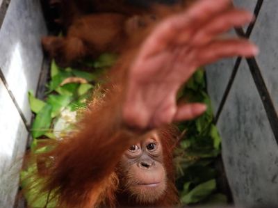 Petugas Gabungan Gagalkan Perdagangan Bayi Orang Utan