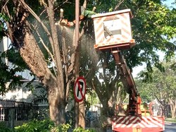 Weekend Ini Pohon 40 Tahun di Surabaya Bakal Dibuat Ramping