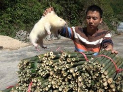 Gara-gara Video Masak di YouTube, Makan Tikus Semakin Populer di China