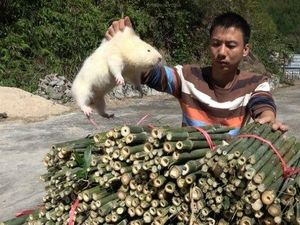 Gara-gara Video Masak di YouTube, Makan Tikus Semakin Populer di China Gara-gara Video Masak di YouTube, Makan Tikus Semakin Populer di China