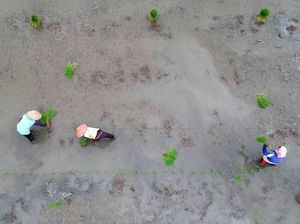 Ini Kata Petani soal Cetak Sawah Buat Tangkal Krisis Pangan Ini Kata Petani soal Cetak Sawah Buat Tangkal Krisis Pangan