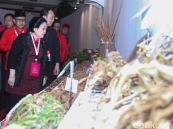Gaungkan Kedaulatan Pangan, Megawati Cerita Canangkan Gerakan Menanam