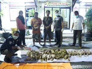 Penjualan Ayam Tiren ke Pasar Tradisional Malang Dibongkar