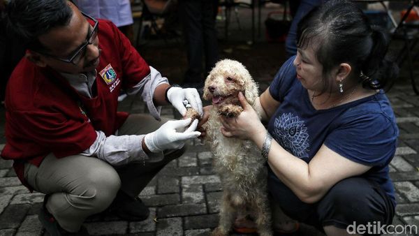 Asyik! Ada Layanan Vaksinasi Gratis Untuk Hewan Terdampak Banjir