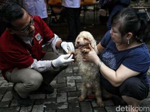 Asyik! Ada Layanan Vaksinasi Gratis Untuk Hewan Terdampak Banjir