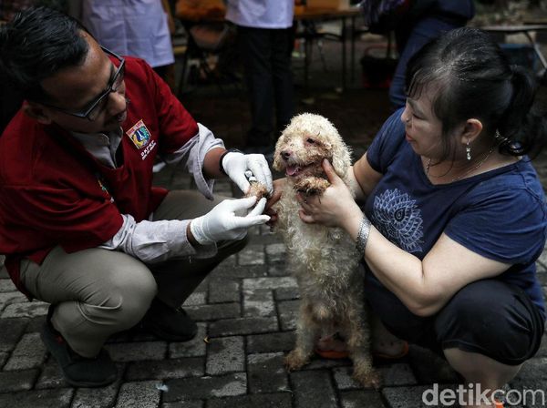 Asyik! Ada Layanan Vaksinasi Gratis Untuk Hewan Terdampak Banjir